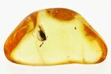 Detailed Fossil False Flower Beetle (Scraptiidae) in Baltic Amber #288697-1